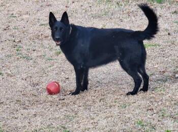 FtA Ozzie -  German Shepherd Dog Dog for Adoption in Newnan, Georgia - FtA Ozzie | PetCurious