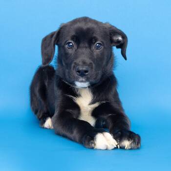 Elizabeth Best -  Mixed Breed Dog for Adoption in Franklin, Tennessee - Elizabeth Best | PetCurious