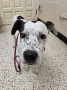 Australian Cattle Dog Blue Heeler Dogs Available for Adoption in Rocky Mount, North Carolina - Kain30746 | PetCurious