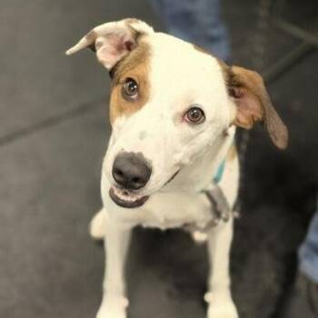 Jack Russell Terrier Dogs Available for Adoption in Scottsburg, Indiana - Barclay | PetCurious