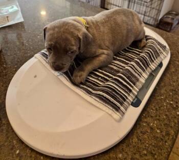Johnny Cash - Country Legend Litter -  Pit Bull Terrier Dog for Adoption in Holly Springs, North Carolina - Johnny Cash - Country Legend Litter | PetCurious