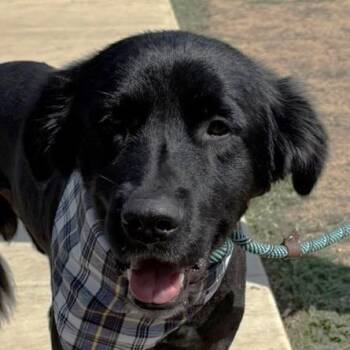 Rescue Flat Coated Retriever Dogs for Adoption in Bakersfield, California - JADON | PetCurious