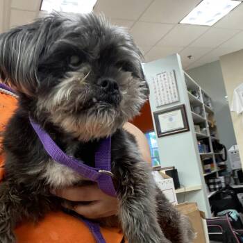 WAGS-Stray-22136 -  Shih Tzu Dog for Adoption in Westminster, California - WAGS-Stray-22136 | PetCurious
