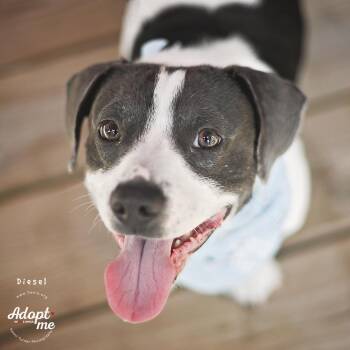 Diesel -  Dachshund and Miniature Bull Terrier Dog for Adoption in Humble, Texas - Diesel | PetCurious