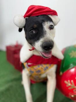 Patty-One of our Amazing Rescue Dogs -  Rat Terrier and Canaan Dog Dog for Adoption in Carlsbad, California - Patty-One Of Our Amazing Rescue Dogs | PetCurious