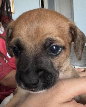 Mango -  Chihuahua and Mixed Breed Dog for Adoption in Severance, Colorado - Mango | PetCurious