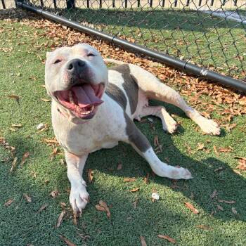 Diamond -  Mixed Breed Dog for Adoption in Memphis, Tennessee - Diamond | PetCurious