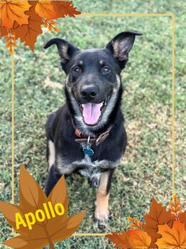 Rescue Shepherd Dogs for Adoption in Bowie, Texas - Apollo | PetCurious