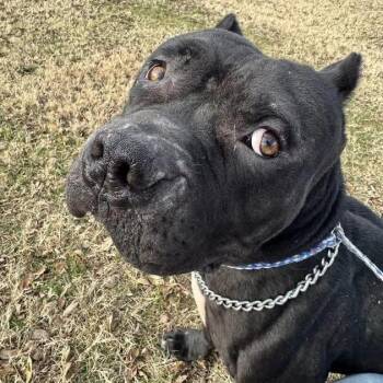 Pit Bull Terrier Dogs Available for Adoption - Pika | PetCurious