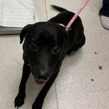 Black Labrador Retriever and Mixed Breed Dogs Available for Adoption in Murray, Utah - Raider | PetCurious