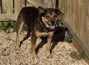 Rescue Beagle Dogs for Adoption in Ellicott City, Maryland - Stacy | PetCurious