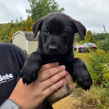 CT Blaze avail Oct 24 (Scarecrow Festival- Somers, CT) -  Shepherd and Mixed Breed Dog for Adoption in Eastford, Connecticut - CT Blaze Avail Oct 24 (Scarecrow Festival- Somers, CT) | PetCurious