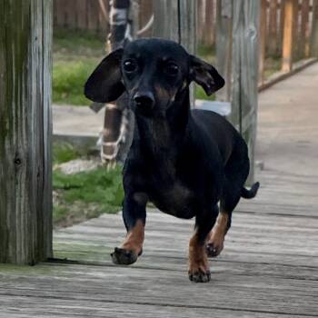 Dachshund Dogs Available for Adoption - Tiny | PetCurious