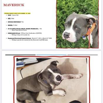American Staffordshire Terrier Dogs Available for Adoption - Maverick | PetCurious