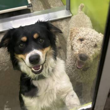 Earl -  Poodle Dog for Adoption in Spokane, Washington - Earl | PetCurious