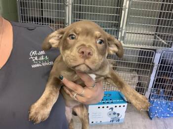 American Staffordshire Terrier and Mixed Breed Dogs Available for Adoption in Grand Prairie, Texas - LULU | PetCurious
