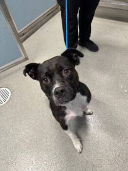 Belvedere -  Pit Bull Terrier Dog for Adoption in Bloomington, Indiana - Belvedere | PetCurious