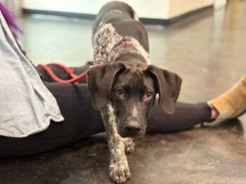 Mixed Breed Dogs Available for Adoption in Memphis, Tennessee - Joseph | PetCurious