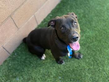 Rescue Pit Bull Terrier and Labrador Retriever Dogs for Adoption in San Marcos, California - URGENT! SAVE ME PLEASE! Harvey #A546319 | PetCurious