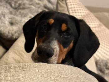 Bodhi -  Basset Hound and Beagle Dog for Adoption in Salt Lake City, Utah - Bodhi | PetCurious