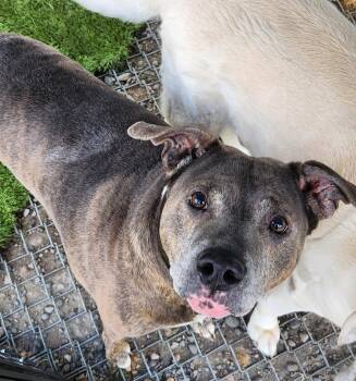 Earl -  Pit Bull Terrier Dog for Adoption in Billings, Montana - Earl | PetCurious