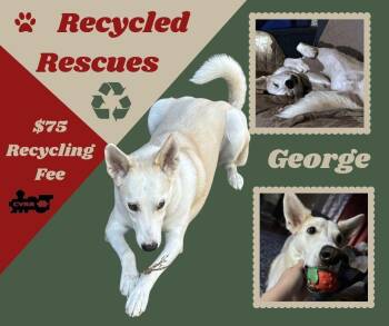 Husky and Shepherd Dogs Available for Adoption - George (Recycle) | PetCurious