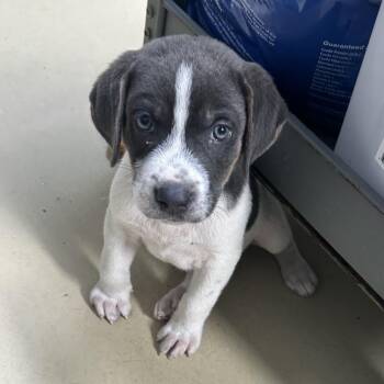 Gentry 1 -  Beagle and Pointer Dog for Adoption in Clarksville, Virginia - Gentry 1 | PetCurious
