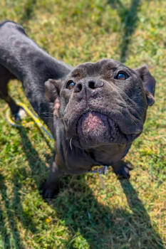 Rescue Mixed Breed Dogs for Adoption in Cincinnati, Ohio - Elbert | PetCurious