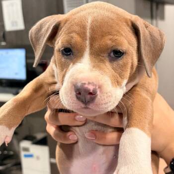 Boone 2 -  Labrador Retriever and Mixed Breed Dog for Adoption in Tampa, Florida - Boone 2 | PetCurious