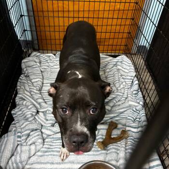 Rescue Pit Bull Terrier Dogs for Adoption in St. Louis, Missouri - Electric Sky | PetCurious