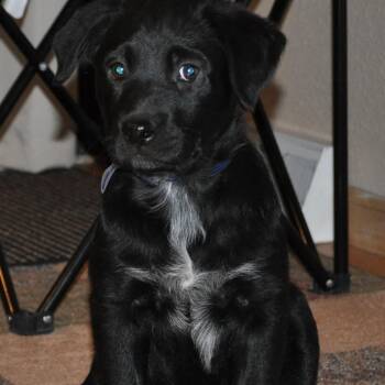 Labrador Retriever Dogs Available for Adoption in Parker, Colorado - 464 (2026) Bella | PetCurious