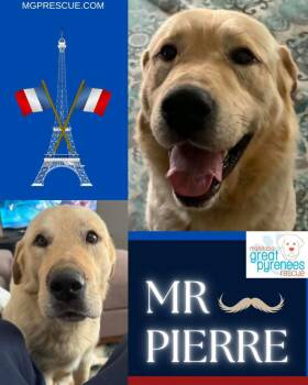 Mr. Pierre -  Golden Retriever Dog Available for Adoption in New Bothwell, Manitoba - Mr. Pierre | PetCurious