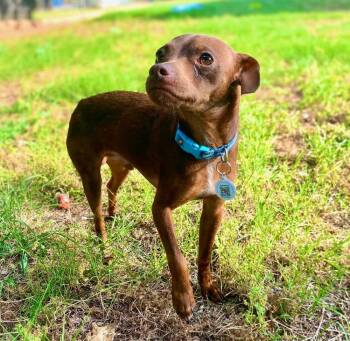 Buckner -  Chihuahua Dog for Adoption in Shawnee, Oklahoma - Buckner | PetCurious