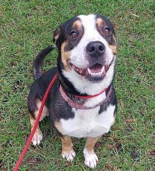 Hound Dogs Available for Adoption in Fort Lauderdale, Florida - OSCAR | PetCurious