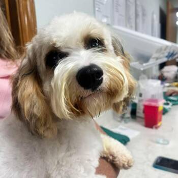 Cockapoo Dogs Available for Adoption - Zak  | PetCurious