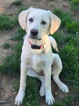 Stormy -  Great Pyrenees and Anatolian Shepherd Dog for Adoption - Stormy | PetCurious