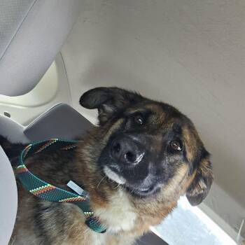Katana -  German Shepherd Dog Dog for Adoption in Lynchburg, Virginia - Katana | PetCurious