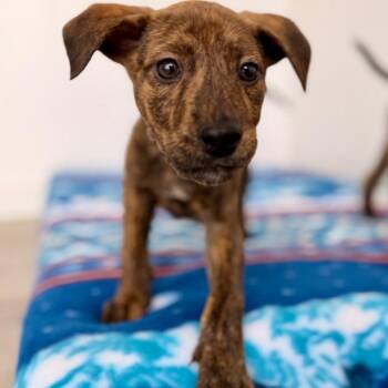Delayah -  Mountain Cur and Mixed Breed Dog Available for Adoption in Green Bay, Wisconsin - Delayah | PetCurious