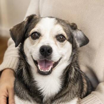 Benny sweetest companion -  Mixed Breed Dog for Adoption in Houston, Texas - Benny Sweetest Companion | PetCurious
