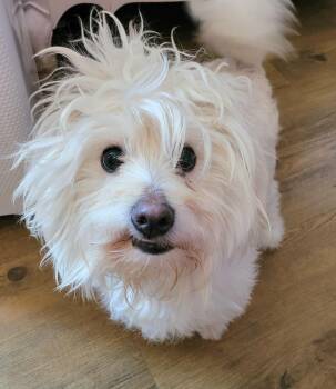 Rescue Poodle and West Highland White Terrier Westie Dogs for Adoption in Vancouver, British Columbia - Wesley Aka Haircut | PetCurious