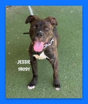 Pit Bull Terrier Dogs Available for Adoption - JESSIE | PetCurious