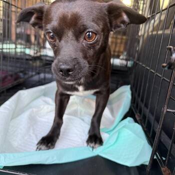 Cole -  Chihuahua Dog for Adoption in Baton Rouge, Louisiana - Cole | PetCurious