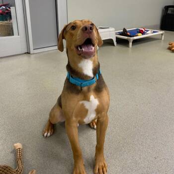 Hound Dogs Available for Adoption - Mike | PetCurious