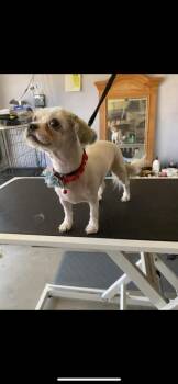 Maltese and Poodle Dogs Available for Adoption in New Haven, Connecticut - Moppy | PetCurious