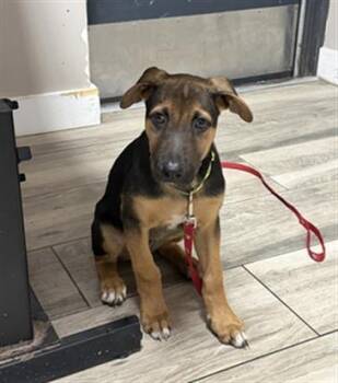 FISH -  German Shepherd Dog and Mixed Breed Dog for Adoption in Redlands, California - FISH | PetCurious