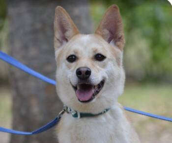Hwangbi -  Jindo Dog for Adoption in San Ramon, California - Hwangbi | PetCurious