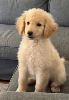 DOLLY -  Goldendoodle Dog for Adoption in Palmdale, California - DOLLY | PetCurious