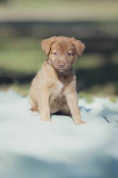 Rescue Chocolate Labrador Retriever Dogs for Adoption in Sand Lake, Florida - Dodge | PetCurious