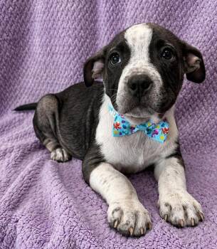 Bullmastiff and Pit Bull Terrier Dogs Available for Adoption in Lodi, California - Brody | PetCurious