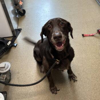 Kasey -  Labrador Retriever Dog for Adoption in Council Bluffs, Iowa - Kasey | PetCurious